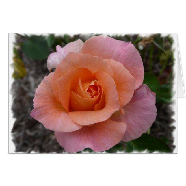 Rosa Rose (Vorderseite (Horizontal))