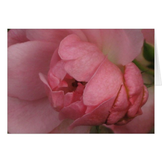 Rosa Rose (Vorderseite (Horizontal))