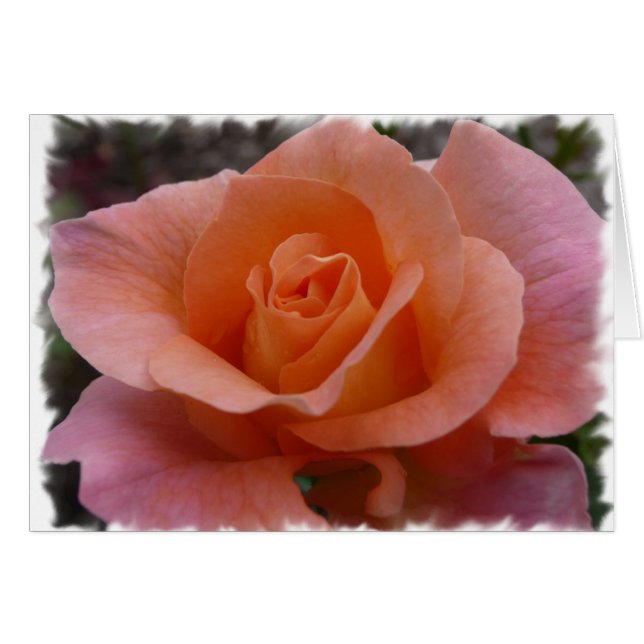Rosa Rose (Vorderseite (Horizontal))