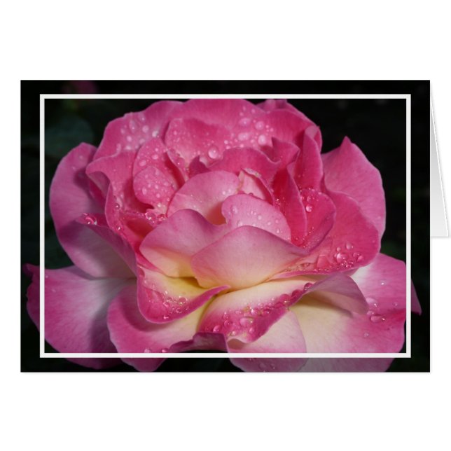 Rosa Rose (Vorderseite (Horizontal))