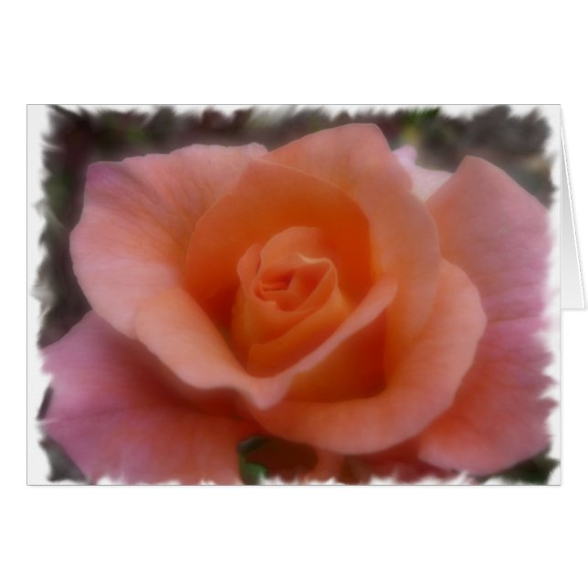 Rosa Rose (Vorderseite (Horizontal))