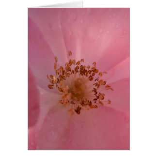 Rosa Rose 1