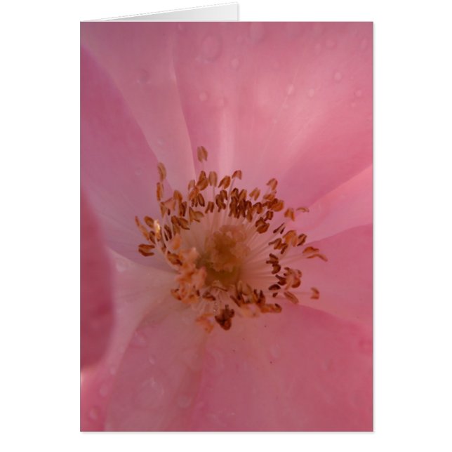 Rosa Rose 1 (Vorne)