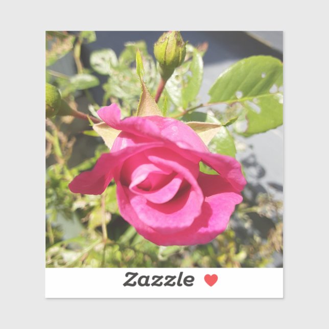 Rosa Rose #2 Aufkleber (Blatt)