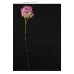Rosa Rose 3