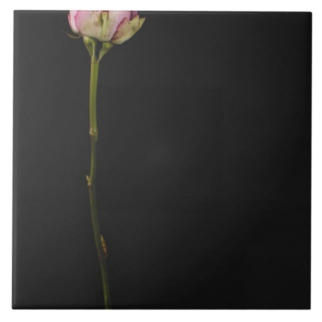 Rosa Rose 3 Fliese (Vorderseite)