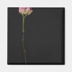 Rosa Rose 3 Magnet