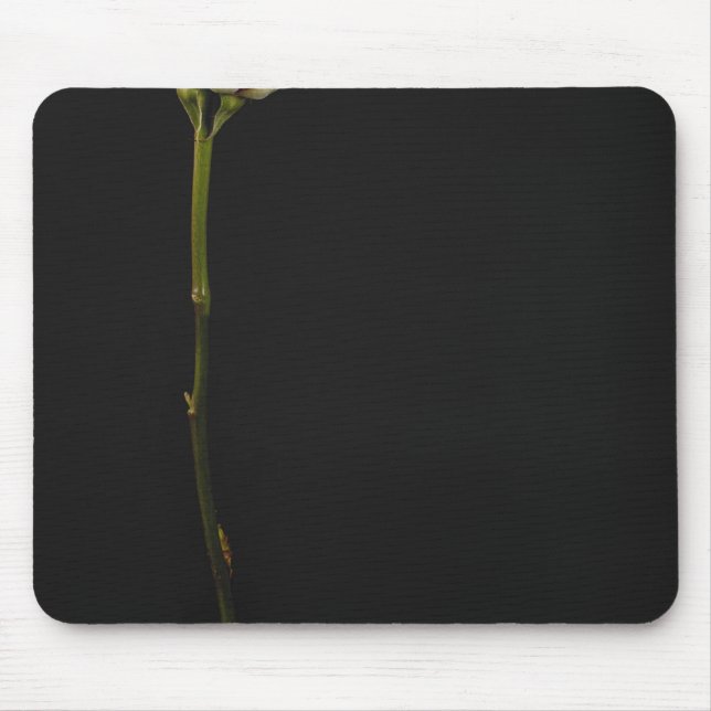 Rosa Rose 3 Mousepad (Vorne)