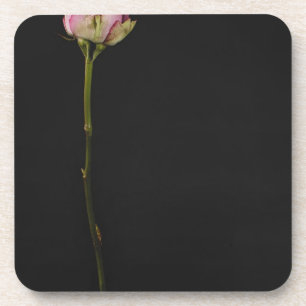 Rosa Rose 3 Untersetzer