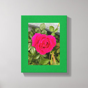 Rosa Rose #4 Leinwanddruck