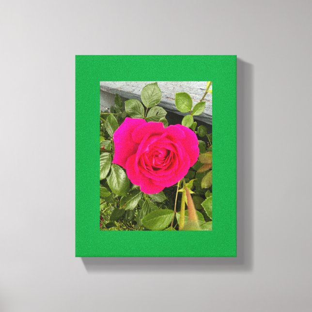 Rosa Rose #4 Leinwanddruck (Vorderseite)