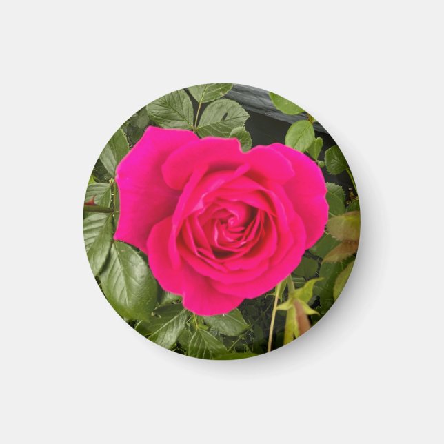 Rosa Rose #4 Magnet (Vorne)