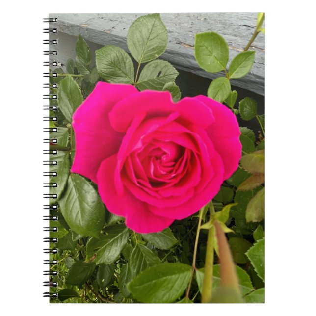 Rosa Rose #4 Notizblock (Vorderseite)