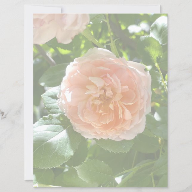 Rosa Rose 8,5 x 11 Papier (Vorderseite)