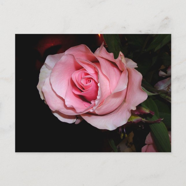 Rosa Rose Ankündigungspostkarte (Vorderseite)