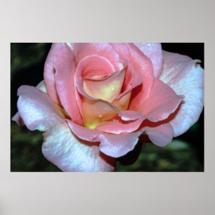 Rosa Rose auf Leinwand-Druck Poster