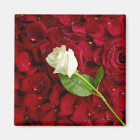 Rosa Rose auf roten Petalen