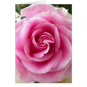 Rosa Rose Beautiful