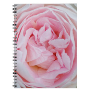 Rosa Rose Blossom Pink Roses Rosebud Petals Blume Notizblock