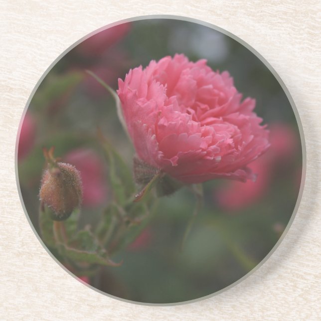Rosa Rose Blume. Blumengarten Foto Getränkeuntersetzer (Vorne)