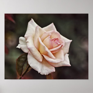 Rosa Rose Blume Poster