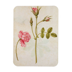Rosa Rose, c.1568 Magnet
