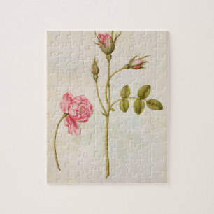 Rosa Rose, c.1568 Puzzle