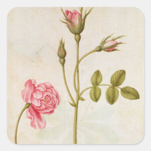 Rosa Rose, c.1568 Quadratischer Aufkleber