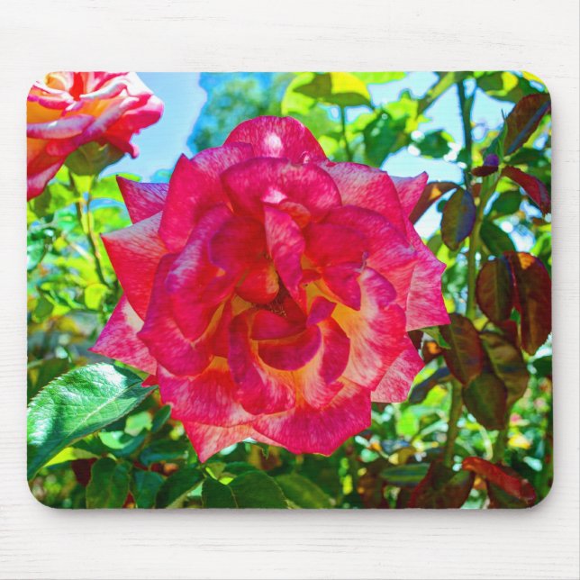 rosa Rose der Fusions-117HD Mousepad (Vorne)