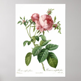 Rosa Rose durch Redoute Poster