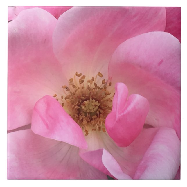 Rosa Rose Fliese (Vorderseite)