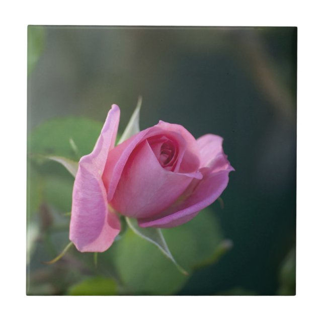 Rosa Rose Fliese (Vorderseite)