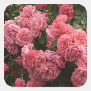 Rosa Rose florale Aufkleber