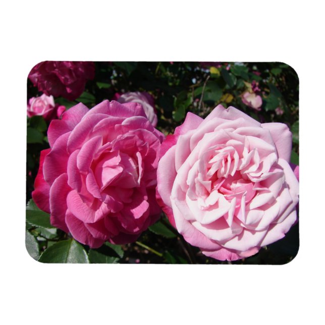 Rosa Rose Foto Vintag Geburtstagsmagnet Magnet (Horizontal)