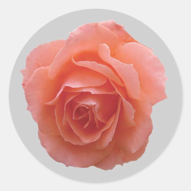 Rosa Rose für dich Runder Aufkleber (Vorderseite)