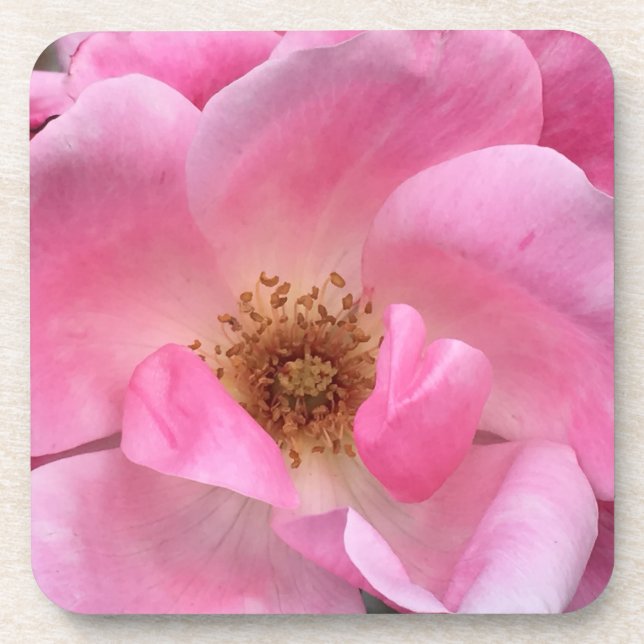 Rosa Rose Getränkeuntersetzer (Vorderseite)