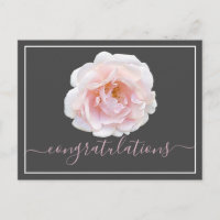 Rosa Rose Grau Hintergrund Gratulation