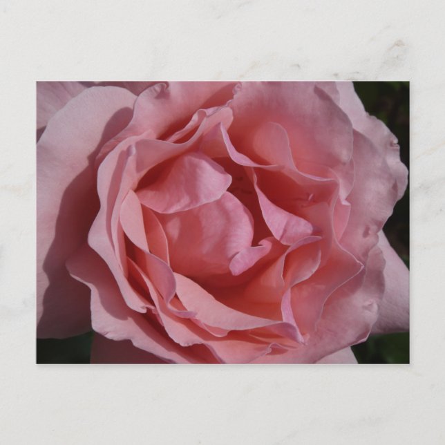 Rosa Rose II Hübsch Postkarte (Vorderseite)