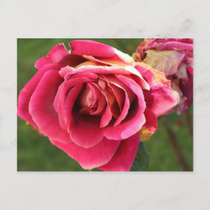 Rosa Rose im Garten Postkarte