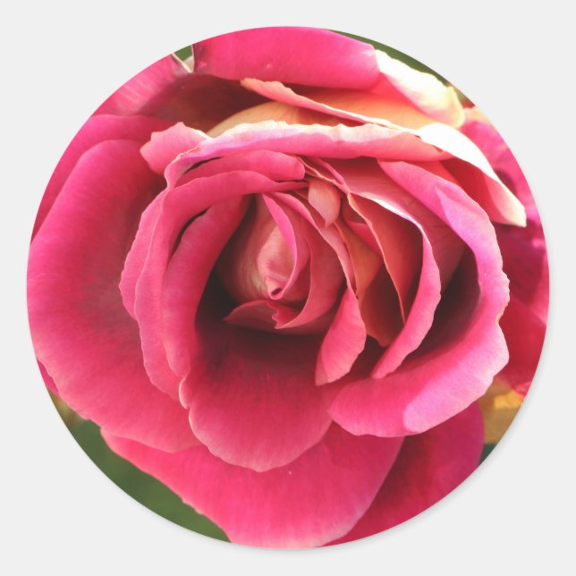 Rosa Rose im Garten Runder Aufkleber (Vorderseite)