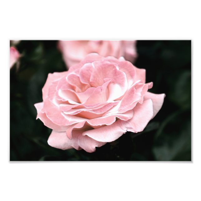 Rosa Rose in Vollblut Fotodruck (Vorne)
