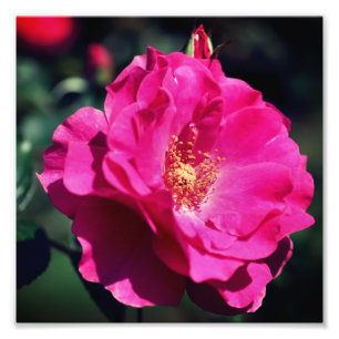 Rosa Rose in Vollblut Nah 8 x 8 Fotodruck