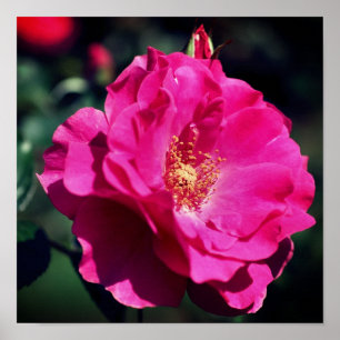 Rosa Rose in voller Blüte Nah Poster
