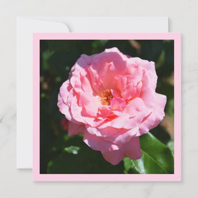 Rosa Rose Karte (Vorderseite)