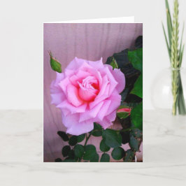 Rosa Rose Karte
