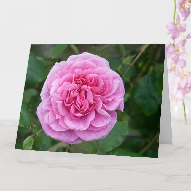 Rosa Rose Karte (Orchidee)