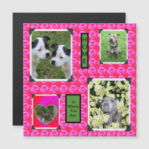 Rosa Rose Kisses mit Staffordshire Bull Terriers, Magnetkarte