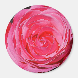Rosa Rose Magnet