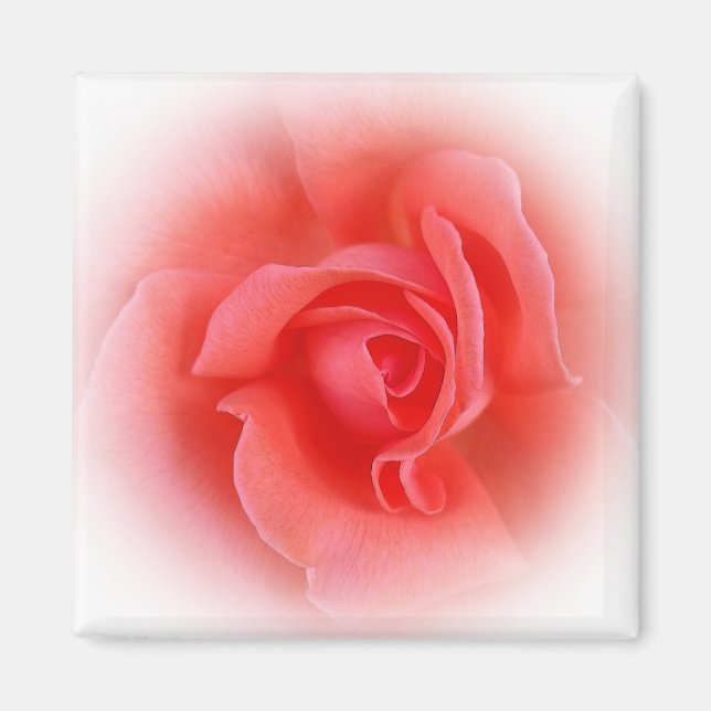 Rosa Rose Magnet (Vorne)