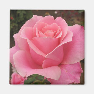 Rosa Rose Magnet
